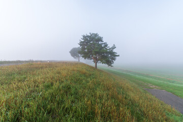 B&auml;ume im Nebel / Herbstlandschaft