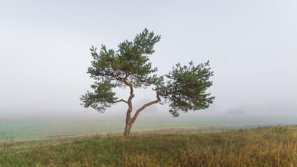 B&auml;ume im Nebel / Herbstlandschaft