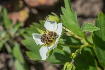 Honey bee collect nectar from Beautiful white strawberry flower in the garden. The first crop of strawberries in the early summer. Natural background.