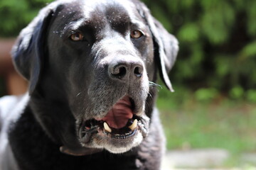 Black Dog in Garden
