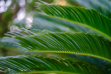 Obraz na płótnie Canvas Green tropical palm leaves, floral pattern background