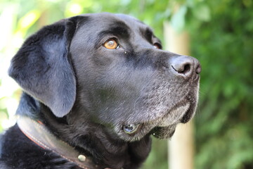Back Dog in Garden
