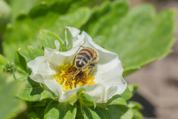 Honey bee collect nectar from Beautiful white strawberry flower in the garden. The first crop of strawberries in the early summer. Natural background.