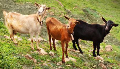 Cabras, de tres colores, de la Sierra de Salamanca (España)