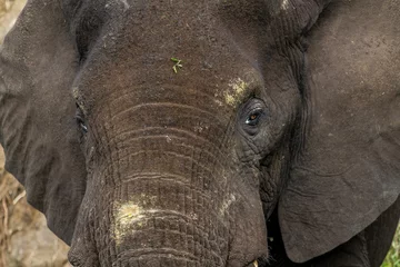 Fototapeten close up of an elephant © Frans