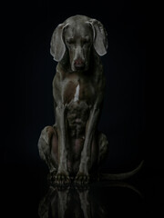 Fototapeta na wymiar ein weimaraner hund guckt sehr traurig nach unten, studiofoto mit schwarzem hintergrund