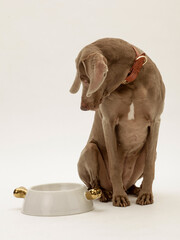 ein weimaraner hund guckt in seinen leeren fressnapf, studiofoto vor weißem hintergrund,...