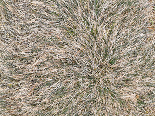 Naklejka premium Fall concept. Texture of wilted Grass. Dry grass background.