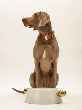 ein weimaraner hund sitzt vor seinem leeren fressnapf und guckt fordernd zur seite, studiofoto vor wei&szlig;em hintergrund, freisteller