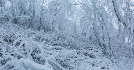 Cold forest. Winter. Trees. Freeze.  