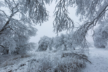 Cold forest. Winter. Trees. Freeze.  