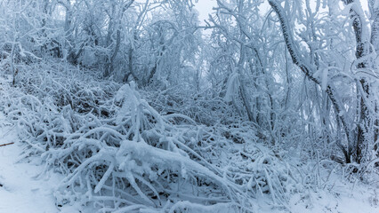 Cold forest. Winter. Trees. Freeze.  