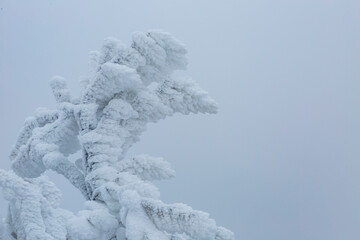 Cold forest. Winter. Trees. Freeze.  