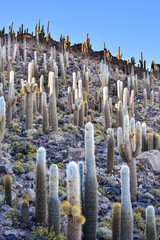 isla incahuasi no salar de uyuni