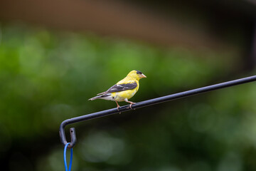 An american goldfinch at a birdfeeder.