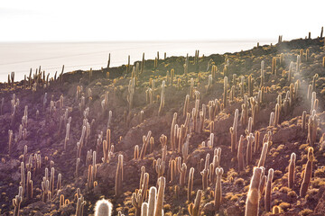 isla incahuasi no salar de uyuni