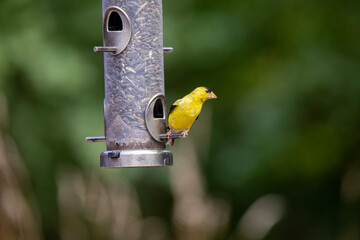 An american goldfinch at a birdfeeder.