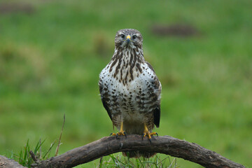 Mäusebussard frontal