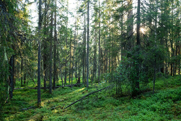 An old-growth summery taiga forest in Närängänvaara near Kuusamo, Northern Finland