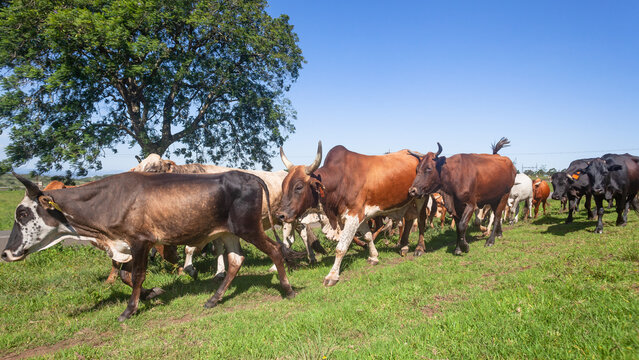 Cattle Herd Animals Walking Summers Day Blue Sky Close Up Photograph.