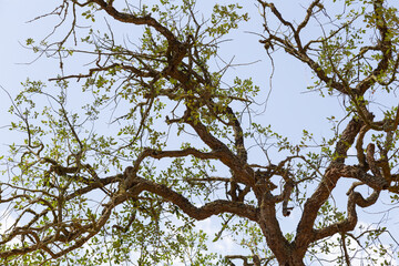 Oak tree with small branches and few leaves.