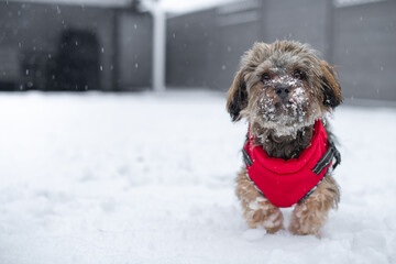 Bolonka Hund mit roten Schneeanzug und Schnee im Gesicht und Schneeflocken im Hintergrund