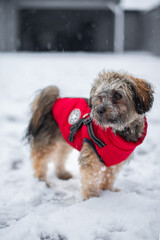 Bolonka Hund mit roten Schneeanzug und Schnee im Gesicht und Schneeflocken im Hintergrund