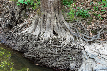 Large roots spread widely on the ground