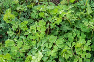 Green leaves of Aquilegia vulgaris. Natural plant background.