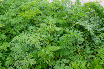 Green patterned leaves of a plant Conium maculatum