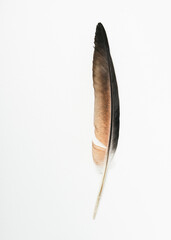 Pigeon bird feather.