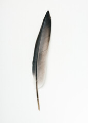 Pigeon bird feather.