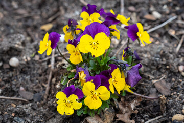Viola flowers blooming in the garden, pansy