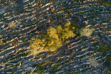 An aerial of some seed trees in the middle of mineralized clear-cut area near Kuusamo, Northern Finland