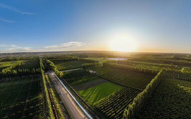 Aerial drone view of horticultural orchards of apple trees by the sunlight of afternoon sun during...