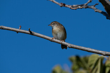 Zitting Cisticola (Cisticola juncidis) in Portugal, Castro Verde.
