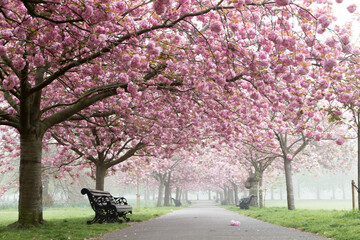 Stunning Cherry Blossom in a park in London, uk