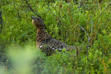 A female Western capercaillie moving in the middle of lush shrubs in a Northern forest in Finland, Europe