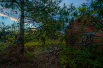 Obraz premium morning in the forest