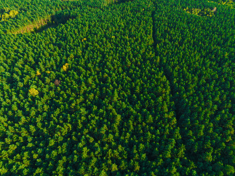 A view from the air on huge areas of the forest. Forest landscape concept, big forest. Environmental protection, care for nature. © Sebastian