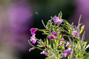 Close-up of a flowering pink Broad-leaved Willowherb on a summer day in Estonia, Northern Europe