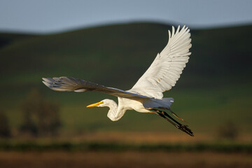 egret in flight