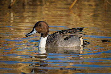 duck on the water pintail