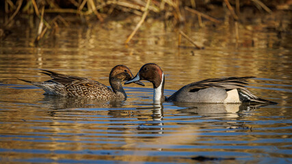 Pintail ducks male and female