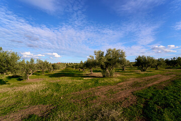 Fototapeta na wymiar Olives trees in a farm of Tunisia