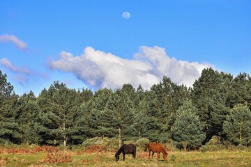 Fototapeta na wymiar cavalos no campo pastando e a lua no horizonte no céu azul fotos preto e branco e fotos coloridas