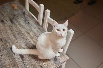 A cat is sitting on the table.