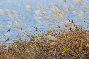 枯れすすきとスズメ