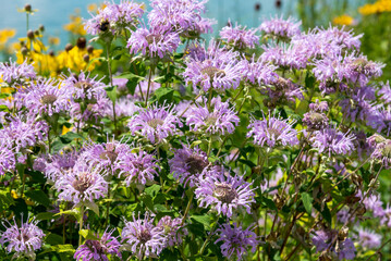Wild Bergamot Growing In The Native Plant Garden