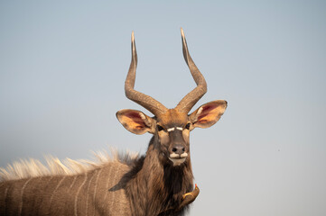 Nyala at a waterhole in South Africa